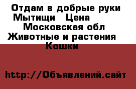 Отдам в добрые руки Мытищи › Цена ­ 500 - Московская обл. Животные и растения » Кошки   